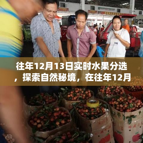 探索自然秘境，水果盛宴中的寧靜與平和體驗(yàn)