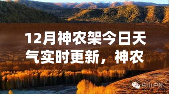 神農(nóng)架深處寶藏揭秘，12月天氣與小巷特色小店的奇妙交融