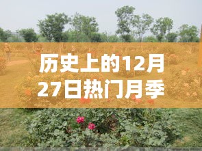 歷史上的12月27日熱門(mén)月季推薦，選購(gòu)與養(yǎng)護(hù)指南全解析