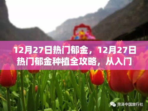 12月27日熱門郁金種植指南，從入門到精通的全面步驟