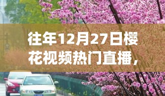 探秘櫻花盛開之夜的巷弄秘境，特色小店直播之旅回顧往年櫻花視頻直播盛況