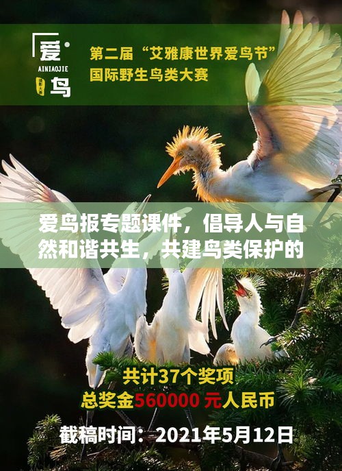 愛鳥報(bào)專題課件，倡導(dǎo)人與自然和諧共生，共建鳥類保護(hù)的美好未來