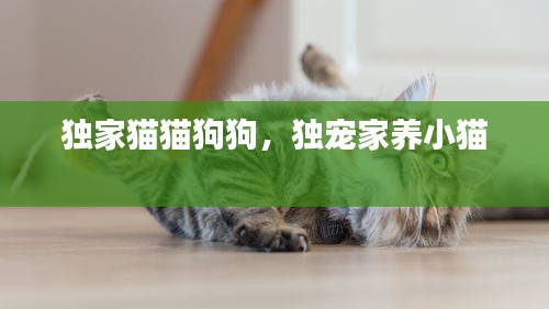 獨(dú)家貓貓狗狗，獨(dú)寵家養(yǎng)小貓 