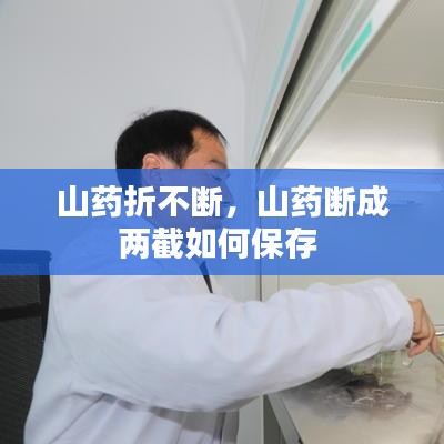 山藥折不斷，山藥斷成兩截如何保存 