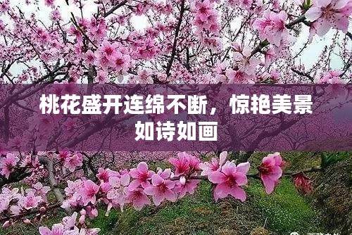 桃花盛開連綿不斷，驚艷美景如詩如畫