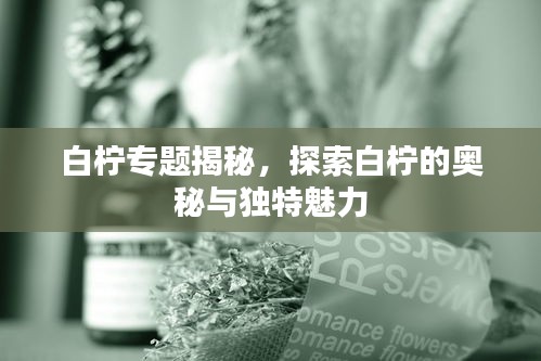 白檸專題揭秘，探索白檸的奧秘與獨(dú)特魅力