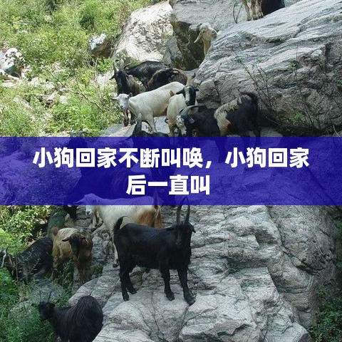 小狗回家不斷叫喚，小狗回家后一直叫 