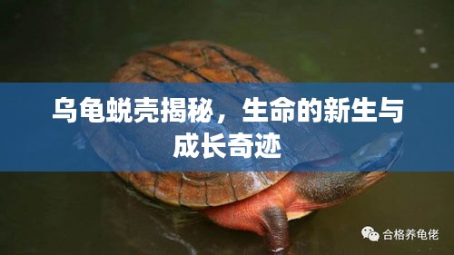 烏龜蛻殼揭秘，生命的新生與成長奇跡