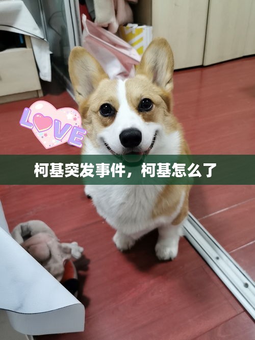 柯基突發(fā)事件，柯基怎么了 