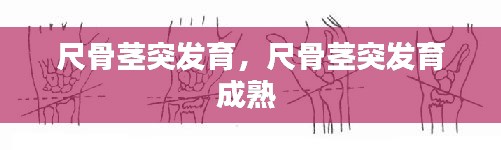 尺骨莖突發(fā)育，尺骨莖突發(fā)育成熟 