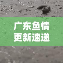 廣東魚情更新速遞，今日最新動(dòng)態(tài)一網(wǎng)打盡！
