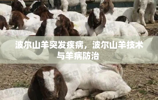 波爾山羊突發(fā)疾病，波爾山羊技術(shù)與羊病防治 