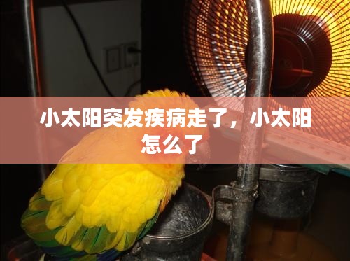 小太陽突發(fā)疾病走了，小太陽怎么了 