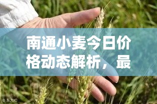 南通小麥今日價格動態(tài)解析，最新行情一覽