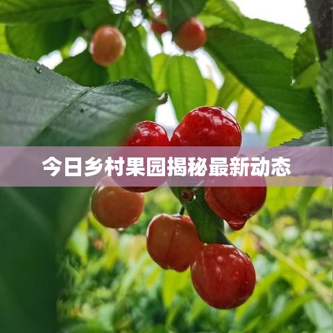 今日鄉(xiāng)村果園揭秘最新動(dòng)態(tài)