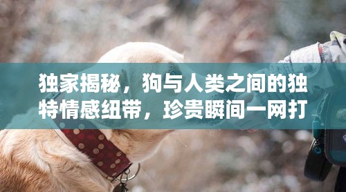 獨家揭秘，狗與人類之間的獨特情感紐帶，珍貴瞬間一網(wǎng)打盡！