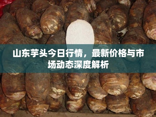 山東芋頭今日行情，最新價格與市場動態(tài)深度解析