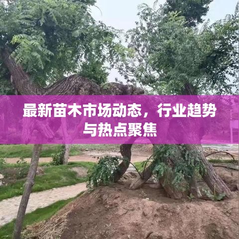最新苗木市場動態(tài)，行業(yè)趨勢與熱點聚焦