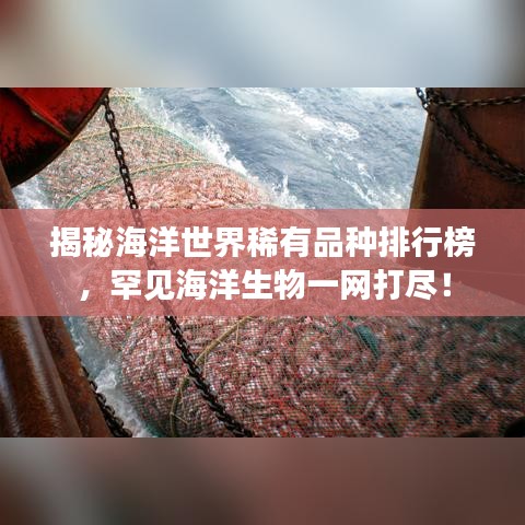 揭秘海洋世界稀有品種排行榜，罕見海洋生物一網(wǎng)打盡！