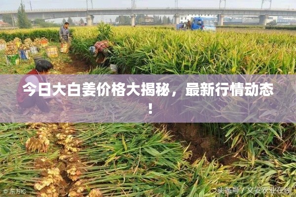 今日大白姜價(jià)格大揭秘，最新行情動(dòng)態(tài)！