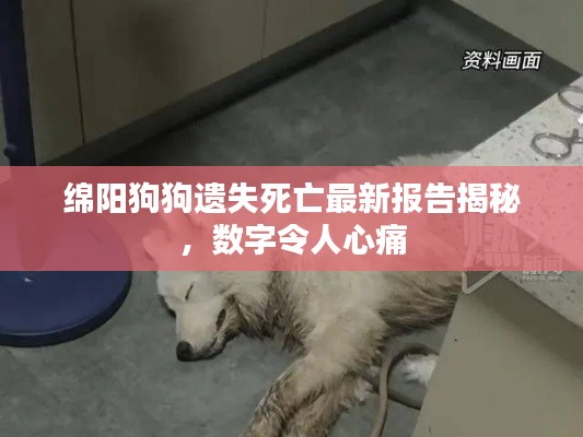 綿陽(yáng)狗狗遺失死亡最新報(bào)告揭秘，數(shù)字令人心痛