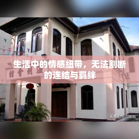 生活中的情感紐帶，無法割斷的連結(jié)與羈絆