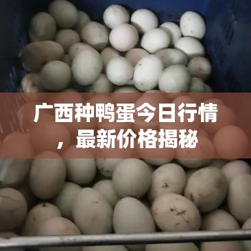 廣西種鴨蛋今日行情，最新價格揭秘