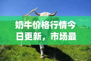 奶牛價(jià)格行情今日更新，市場(chǎng)最新動(dòng)態(tài)及趨勢(shì)分析