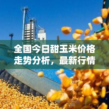 全國(guó)今日甜玉米價(jià)格走勢(shì)分析，最新行情概覽