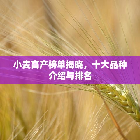 小麥高產(chǎn)榜單揭曉，十大品種介紹與排名