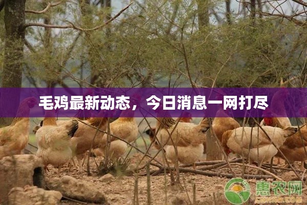 毛雞最新動(dòng)態(tài)，今日消息一網(wǎng)打盡
