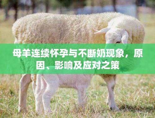 母羊連續(xù)懷孕與不斷奶現(xiàn)象，原因、影響及應(yīng)對(duì)之策