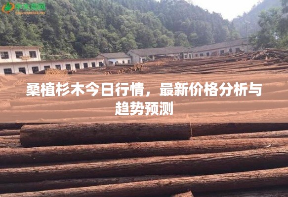 桑植杉木今日行情，最新價(jià)格分析與趨勢(shì)預(yù)測(cè)