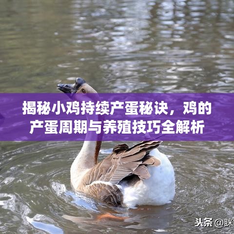 揭秘小雞持續(xù)產(chǎn)蛋秘訣，雞的產(chǎn)蛋周期與養(yǎng)殖技巧全解析