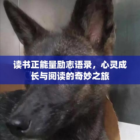 讀書正能量勵志語錄，心靈成長與閱讀的奇妙之旅