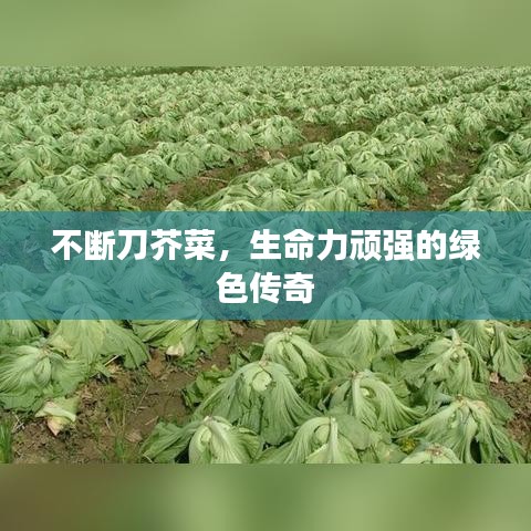 不斷刀芥菜，生命力頑強的綠色傳奇