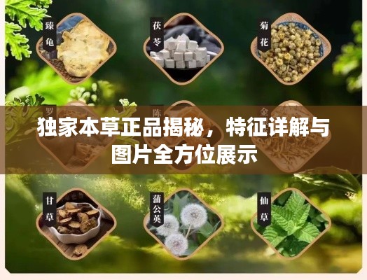 獨(dú)家本草正品揭秘，特征詳解與圖片全方位展示