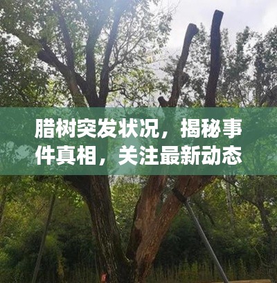 臘樹突發(fā)狀況，揭秘事件真相，關(guān)注最新動態(tài)