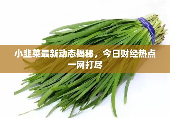 小韭菜最新動態(tài)揭秘，今日財經(jīng)熱點一網(wǎng)打盡