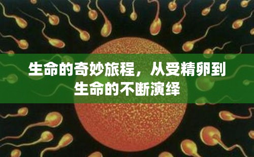 生命的奇妙旅程，從受精卵到生命的不斷演繹