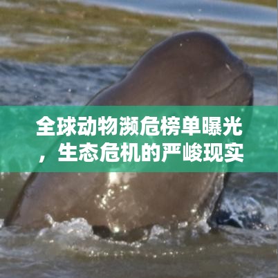 全球動物瀕危榜單曝光，生態(tài)危機(jī)的嚴(yán)峻現(xiàn)實揭秘