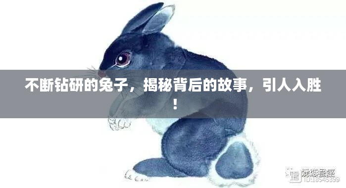 不斷鉆研的兔子，揭秘背后的故事，引人入勝！