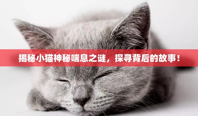 揭秘小貓神秘喘息之謎，探尋背后的故事！
