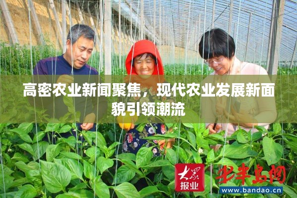 高密農(nóng)業(yè)新聞聚焦，現(xiàn)代農(nóng)業(yè)發(fā)展新面貌引領潮流