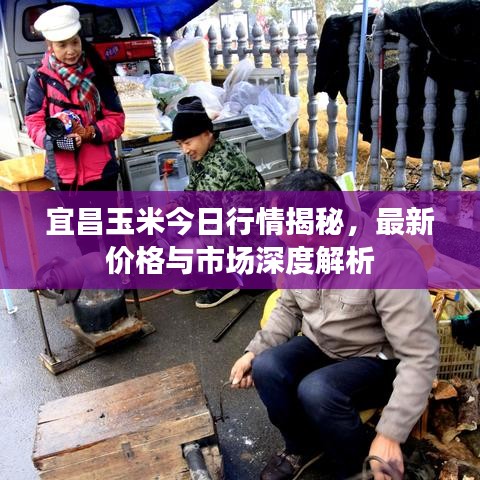 宜昌玉米今日行情揭秘，最新價格與市場深度解析