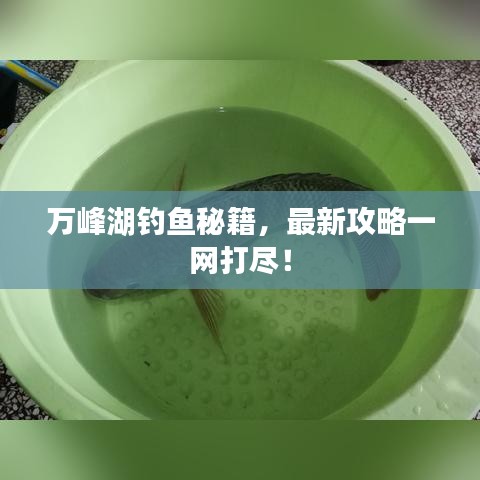 萬峰湖釣魚秘籍，最新攻略一網(wǎng)打盡！