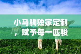 小馬駒獨家定制，賦予每一匹駿馬獨特魅力