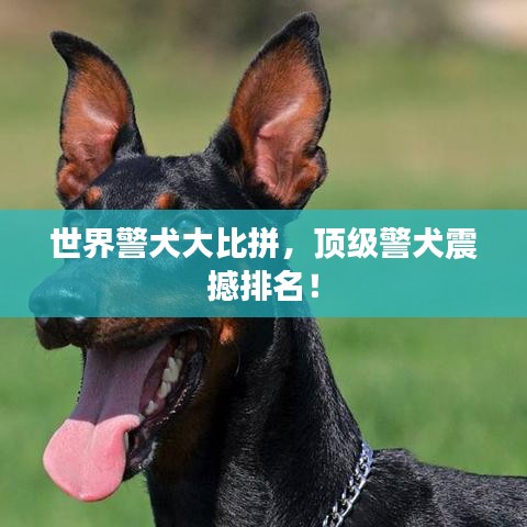 世界警犬大比拼，頂級(jí)警犬震撼排名！