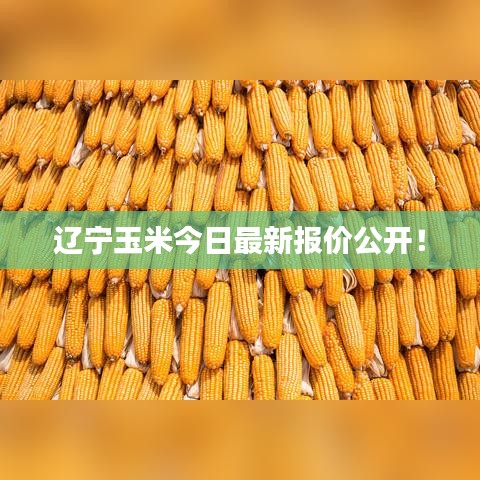 遼寧玉米今日最新報價公開！