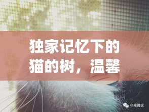 獨(dú)家記憶下的貓的樹，溫馨故事等你探索
